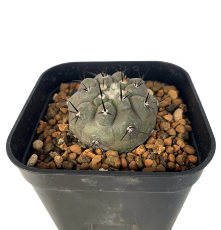 <img class='new_mark_img1' src='https://img.shop-pro.jp/img/new/icons8.gif' style='border:none;display:inline;margin:0px;padding:0px;width:auto;' />Copiapoa cinerea【短刺】