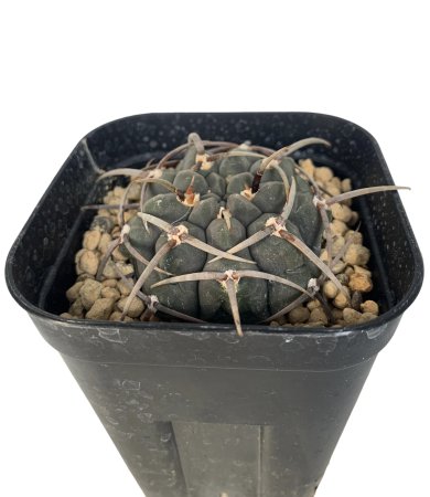 <img class='new_mark_img1' src='https://img.shop-pro.jp/img/new/icons8.gif' style='border:none;display:inline;margin:0px;padding:0px;width:auto;' />Gymnocalycium SuperBattery