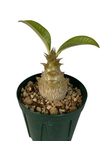 <img class='new_mark_img1' src='https://img.shop-pro.jp/img/new/icons8.gif' style='border:none;display:inline;margin:0px;padding:0px;width:auto;' />Pachypodium windsorii