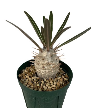 <img class='new_mark_img1' src='https://img.shop-pro.jp/img/new/icons8.gif' style='border:none;display:inline;margin:0px;padding:0px;width:auto;' />Pachypodium cactipes