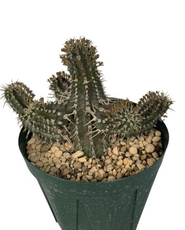 <img class='new_mark_img1' src='https://img.shop-pro.jp/img/new/icons8.gif' style='border:none;display:inline;margin:0px;padding:0px;width:auto;' />Euphorbia phillipsioides