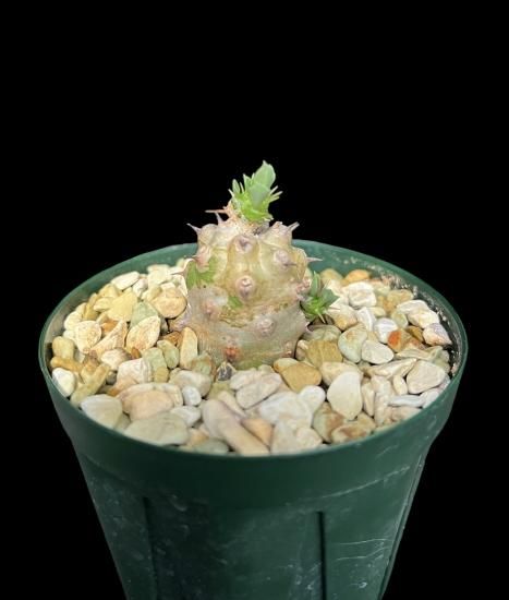 Euphorbia cv. TOM - SABOSABO STORE Euphorbia cv. TOM - SABOSABO STORE