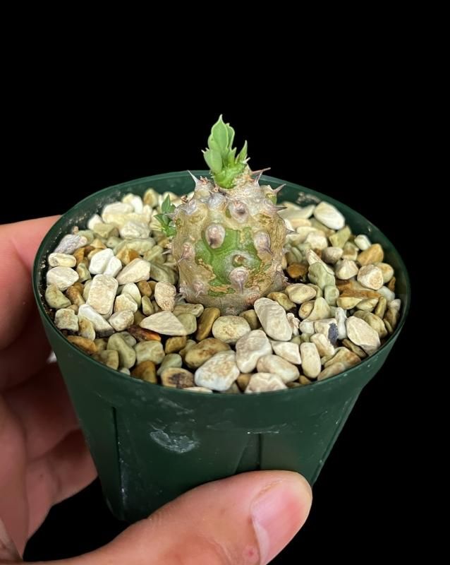 Euphorbia cv. TOM - SABOSABO STORE Euphorbia cv. TOM - SABOSABO STORE