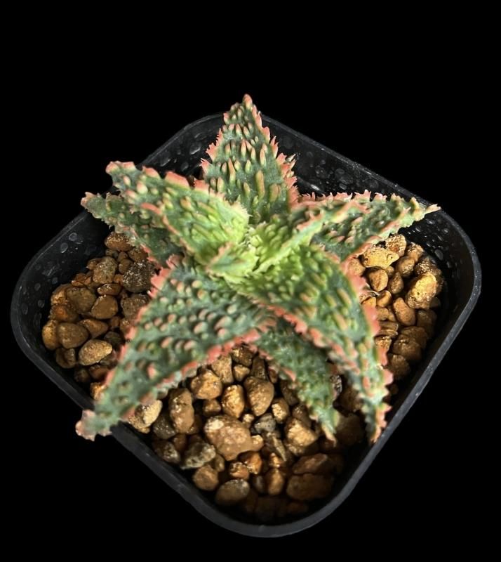Aloe hyb TCT - SABOSABO STORE Aloe hyb TCT - SABOSABO STORE