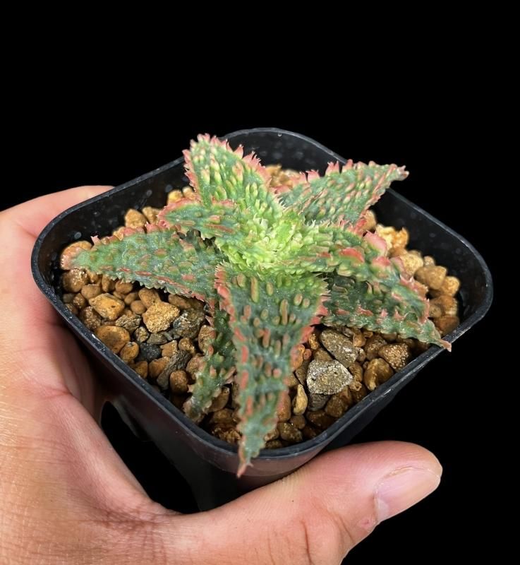 Aloe hyb TCT - SABOSABO STORE Aloe hyb TCT - SABOSABO STORE
