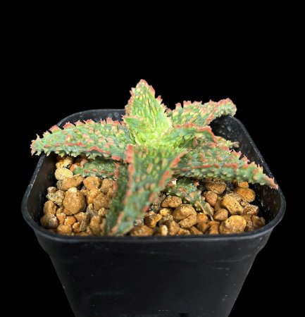 Aloe hyb TCT