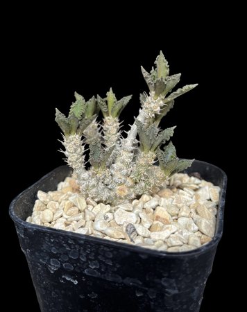 Euphorbia tulearensis