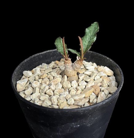 Euphorbia cremersii