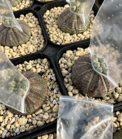 <img class='new_mark_img1' src='https://img.shop-pro.jp/img/new/icons8.gif' style='border:none;display:inline;margin:0px;padding:0px;width:auto;' />【Seeds 10】Euphorbia obesa