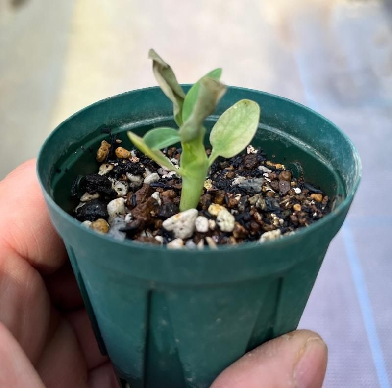 送料無料 Seeds 5】Euphorbia longituberculosa - SABOSABO STORE その他