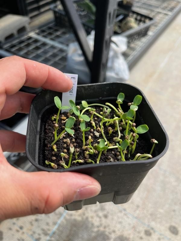 Seeds 5】Euphorbia longituberculosa - SABOSABO STORE
