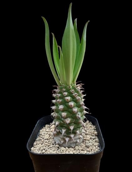 ユーフォルビア サピニー 実生 ② ユーフォルビア サピニー 実生 Euphorbia sapinii | HOIKAWA C