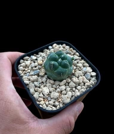 Coryphantha elephantidens spineless