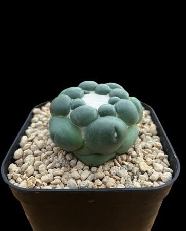 Coryphantha elephantidens spineless