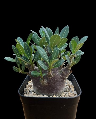 Adenium arabicum 'Black skin'