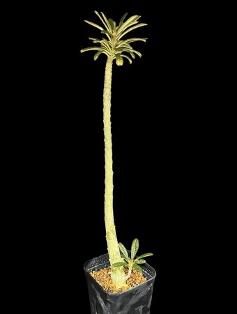 Dorstenia gigas