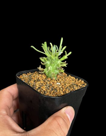 Euphorbia schoenlandii