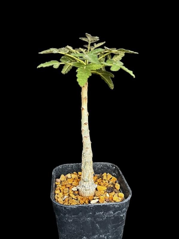 Boswellia bullata - SABOSABO STORE