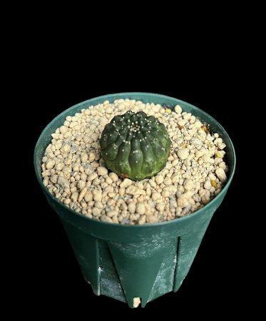 <img class='new_mark_img1' src='https://img.shop-pro.jp/img/new/icons8.gif' style='border:none;display:inline;margin:0px;padding:0px;width:auto;' />Euphorbia gymnocalycioides