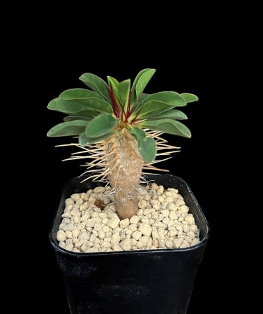 <img class='new_mark_img1' src='https://img.shop-pro.jp/img/new/icons8.gif' style='border:none;display:inline;margin:0px;padding:0px;width:auto;' />Euphorbia guillauminiana