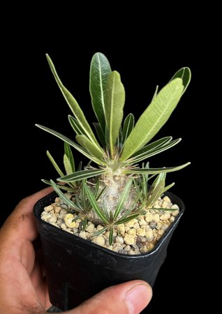 Pachypodium gracilius