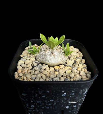 <img class='new_mark_img1' src='https://img.shop-pro.jp/img/new/icons8.gif' style='border:none;display:inline;margin:0px;padding:0px;width:auto;' />Pachypodium brevicaule
