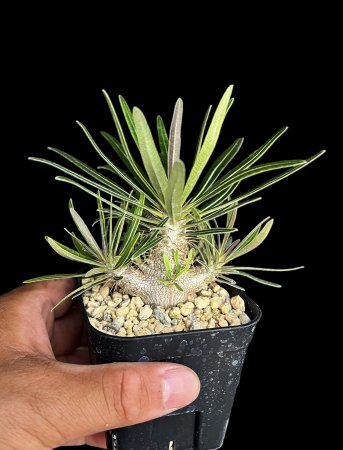 Pachypodium gracilius