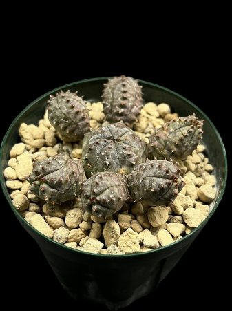 <img class='new_mark_img1' src='https://img.shop-pro.jp/img/new/icons8.gif' style='border:none;display:inline;margin:0px;padding:0px;width:auto;' />Euphorbia pseudoglobosa

