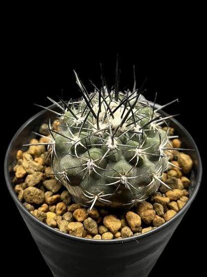 Copiapoa montana × cinerea - SABOSABO STORE
