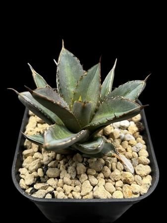 他の人はこちらも検索 Agave - SABOSABO STORE ライト・ランタン