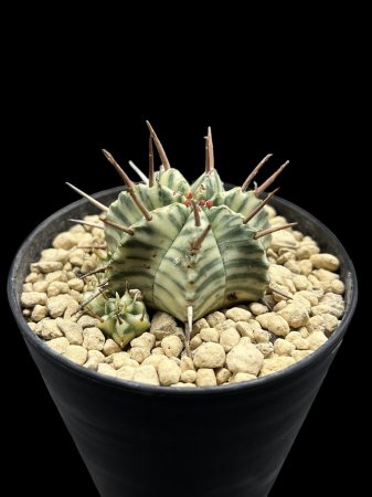 <img class='new_mark_img1' src='https://img.shop-pro.jp/img/new/icons8.gif' style='border:none;display:inline;margin:0px;padding:0px;width:auto;' />Euphorbia meloformis f. variegata

