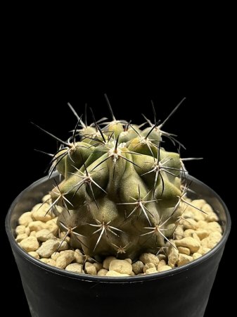 <img class='new_mark_img1' src='https://img.shop-pro.jp/img/new/icons8.gif' style='border:none;display:inline;margin:0px;padding:0px;width:auto;' />Copiapoa montana

