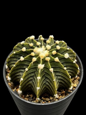 <img class='new_mark_img1' src='https://img.shop-pro.jp/img/new/icons8.gif' style='border:none;display:inline;margin:0px;padding:0px;width:auto;' />Gymnocalycium friedrichii LB2178


