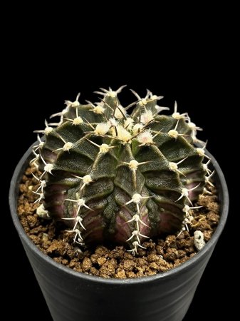 <img class='new_mark_img1' src='https://img.shop-pro.jp/img/new/icons8.gif' style='border:none;display:inline;margin:0px;padding:0px;width:auto;' />Gymnocalycium T-REX hyb

