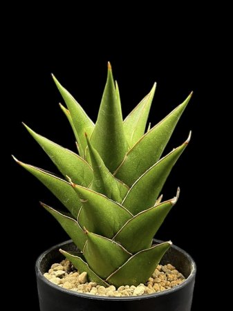 <img class='new_mark_img1' src='https://img.shop-pro.jp/img/new/icons8.gif' style='border:none;display:inline;margin:0px;padding:0px;width:auto;' />Sansevieria tower


