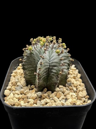 <img class='new_mark_img1' src='https://img.shop-pro.jp/img/new/icons8.gif' style='border:none;display:inline;margin:0px;padding:0px;width:auto;' />Euphorbia horrida
