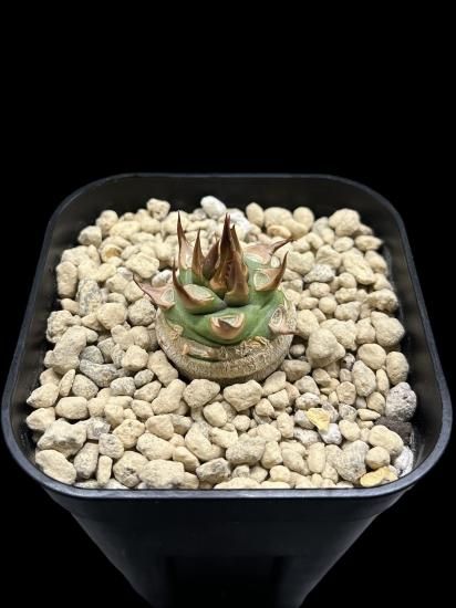 ユーフォルビア　サピニー ユーフォルビア サピニー Euphorbia sapinii 20230830 | SPG