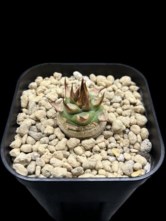 <img class='new_mark_img1' src='https://img.shop-pro.jp/img/new/icons8.gif' style='border:none;display:inline;margin:0px;padding:0px;width:auto;' />Euphorbia sapinii