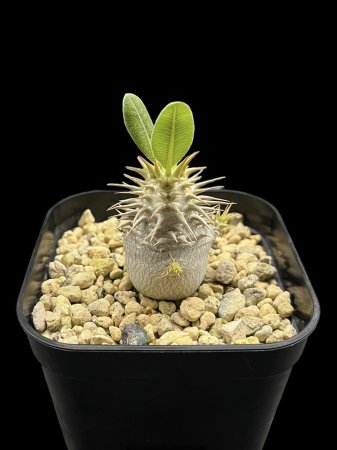 <img class='new_mark_img1' src='https://img.shop-pro.jp/img/new/icons8.gif' style='border:none;display:inline;margin:0px;padding:0px;width:auto;' />Pachypodium brevicalyx