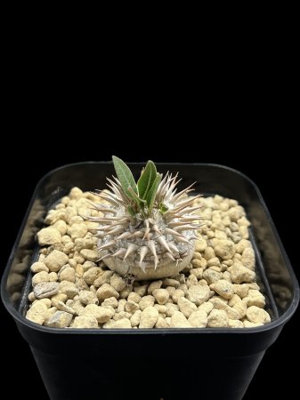 <img class='new_mark_img1' src='https://img.shop-pro.jp/img/new/icons8.gif' style='border:none;display:inline;margin:0px;padding:0px;width:auto;' />Pachypodium densicaule