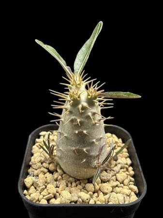 <img class='new_mark_img1' src='https://img.shop-pro.jp/img/new/icons8.gif' style='border:none;display:inline;margin:0px;padding:0px;width:auto;' />Pachypodium rosulatum var.cactipes