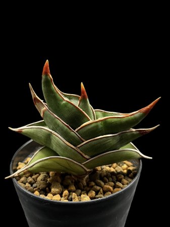 <img class='new_mark_img1' src='https://img.shop-pro.jp/img/new/icons8.gif' style='border:none;display:inline;margin:0px;padding:0px;width:auto;' />Sansevieria rorida