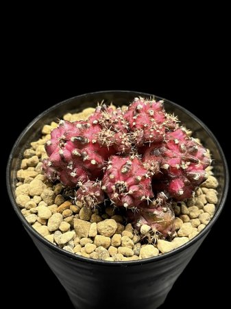 <img class='new_mark_img1' src='https://img.shop-pro.jp/img/new/icons8.gif' style='border:none;display:inline;margin:0px;padding:0px;width:auto;' />Gymnocalycium T-REX hyb monst.