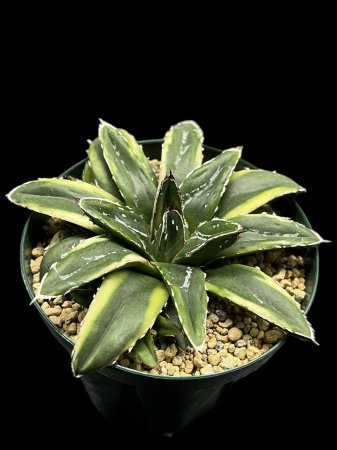 <img class='new_mark_img1' src='https://img.shop-pro.jp/img/new/icons8.gif' style='border:none;display:inline;margin:0px;padding:0px;width:auto;' />Agave victoriae-reginae 'Flance ivoly'