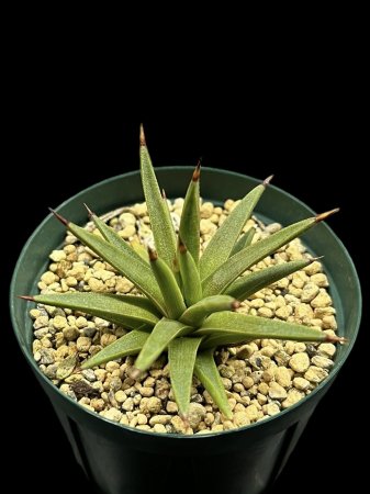 <img class='new_mark_img1' src='https://img.shop-pro.jp/img/new/icons8.gif' style='border:none;display:inline;margin:0px;padding:0px;width:auto;' />Agave albopilosa