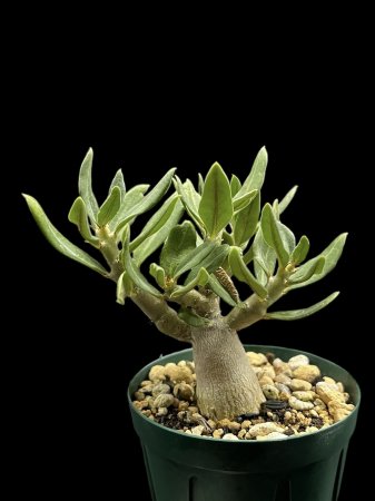 <img class='new_mark_img1' src='https://img.shop-pro.jp/img/new/icons8.gif' style='border:none;display:inline;margin:0px;padding:0px;width:auto;' />Pachypodium bispinosum