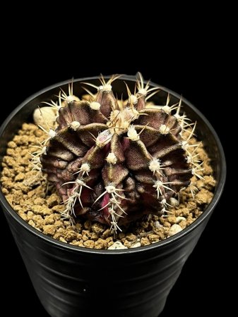 <img class='new_mark_img1' src='https://img.shop-pro.jp/img/new/icons8.gif' style='border:none;display:inline;margin:0px;padding:0px;width:auto;' />Gymnocalycium T-REX hyb
