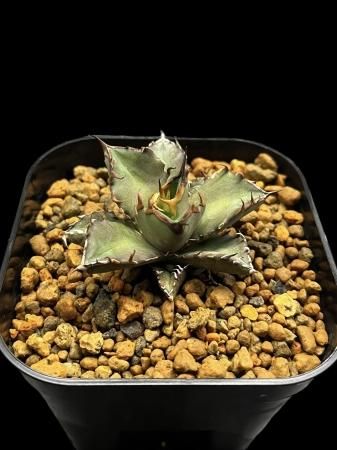 Agave - SABOSABO STORE
