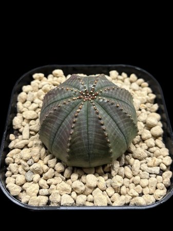<img class='new_mark_img1' src='https://img.shop-pro.jp/img/new/icons8.gif' style='border:none;display:inline;margin:0px;padding:0px;width:auto;' />Euphorbia obesa



