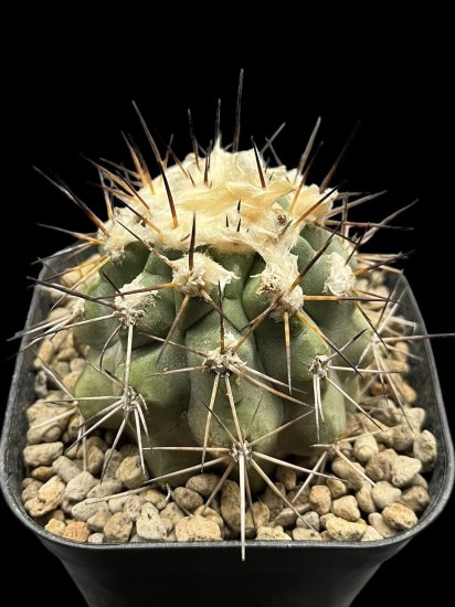 Copiapoa longistaminea - SABOSABO STORE